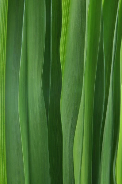Groene bladeren gras — Stockfoto