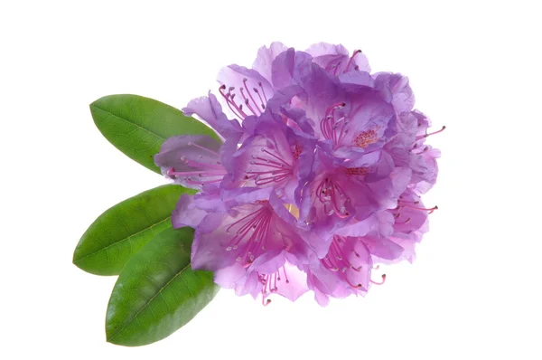 Rhodedendron fioletowy kwiat — Zdjęcie stockowe