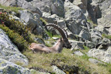 Chamois dağ