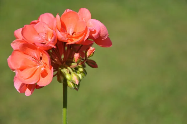 Blooming geraniums — Stock Photo, Image