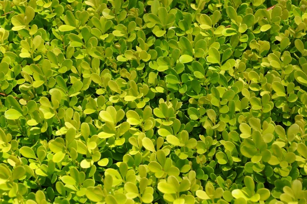 Żółto zielony żywopłot — Zdjęcie stockowe