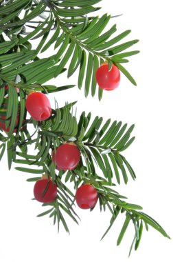 Juniper branch clipart