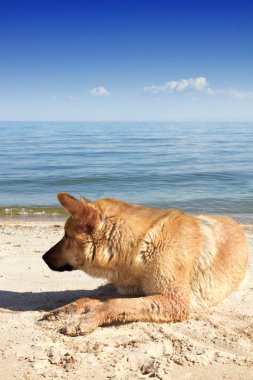 köpek sahil üzerinde yalan
