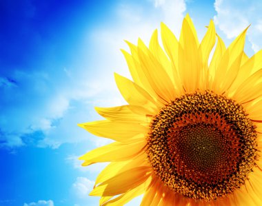 Sunflower clipart