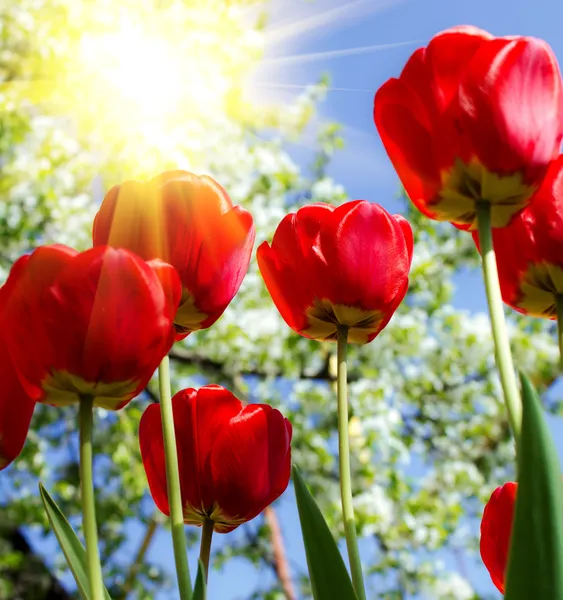 Flores — Fotografia de Stock