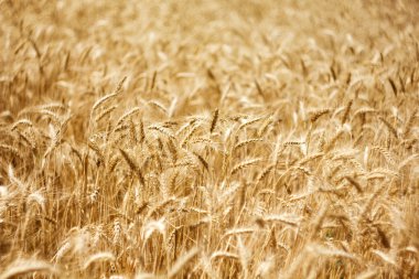 Fields of wheat clipart