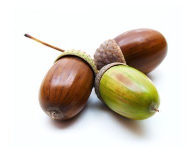 Acorns on a white background clipart