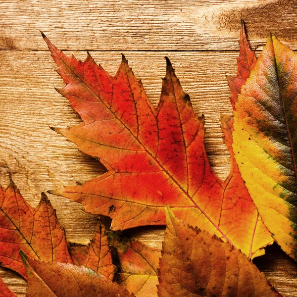 Jesień — Zdjęcie stockowe