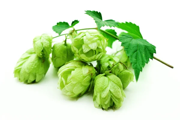 Grüner Hopfen — Stockfoto