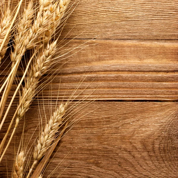 Spike pšenice — Stock fotografie