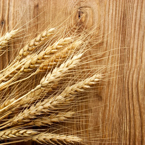 穗的小麦 — 图库照片