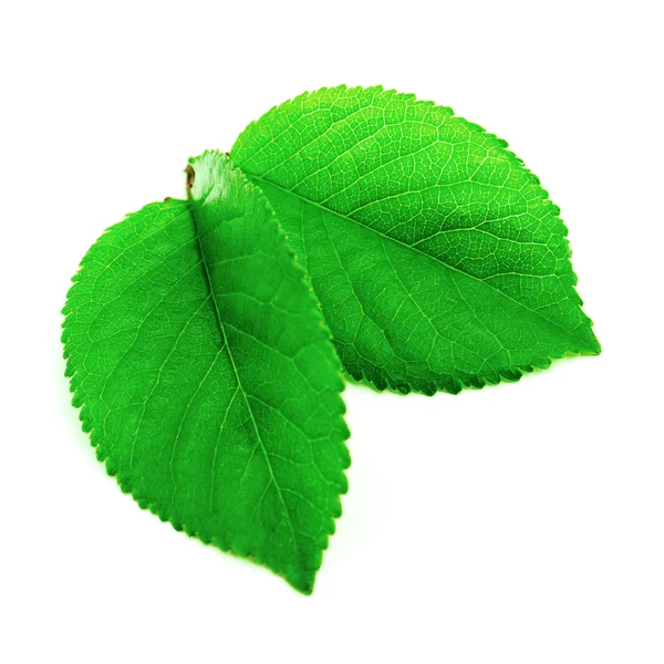 Leaf isolerad på en vit — Stockfoto