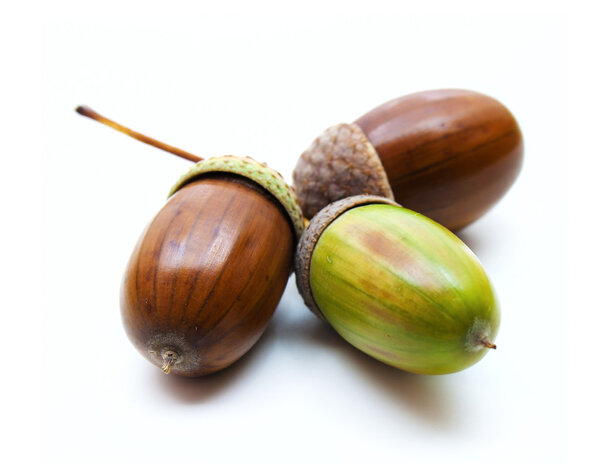 Acorns on a white background