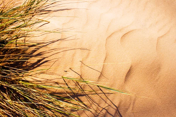 Grass on the sand — Stock Photo, Image