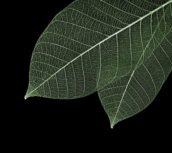 stock image Close-up of leaf