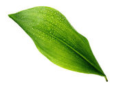 csepp Leaf