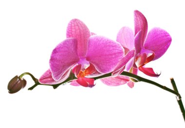 Orchid clipart