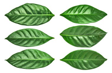 Leaves clipart