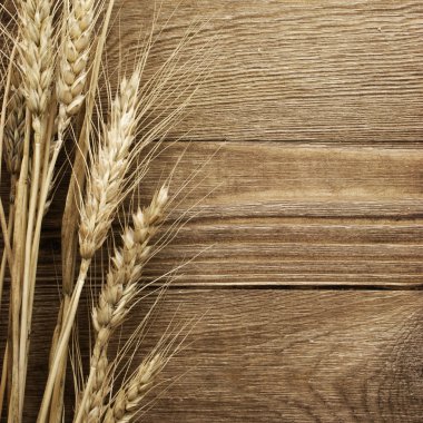 Spike of wheat clipart