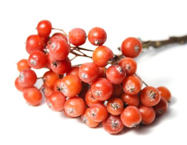 Rowanberry