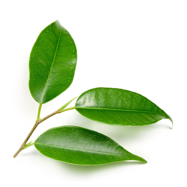 Зеленый лист
