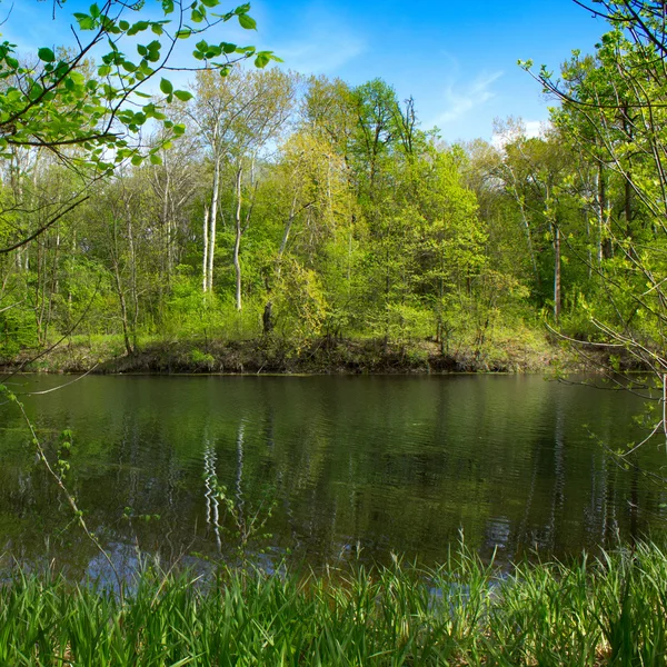 stock image River in the forest