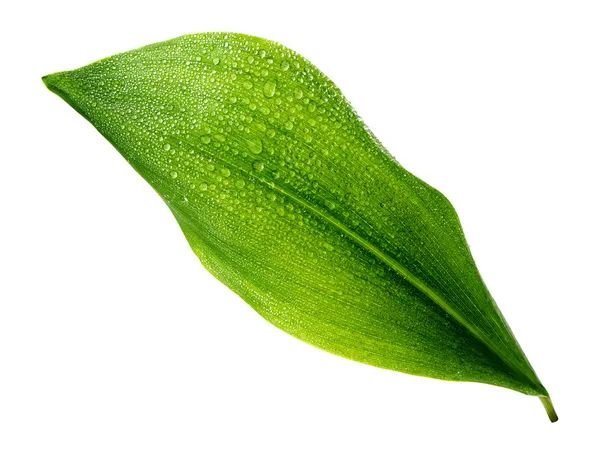 Leaf with drops — Stock Photo, Image