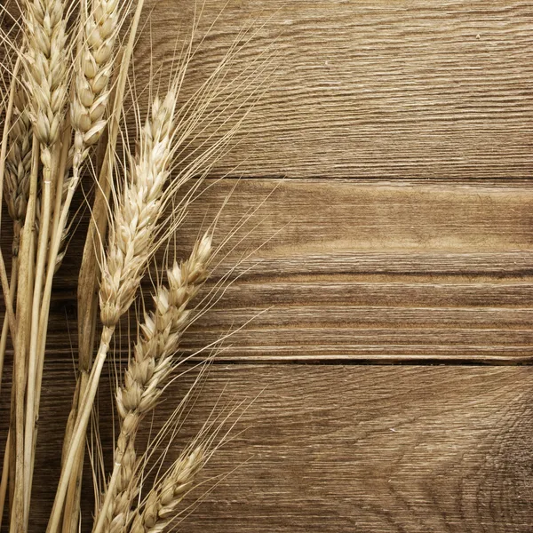 Спайк пшениці — стокове фото