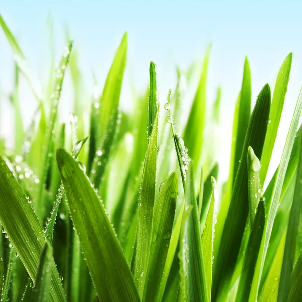 잔디는 녹색 — 스톡 사진