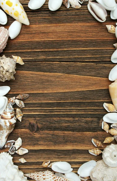 Dřevo a shell — Stock fotografie