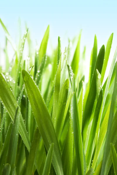 Groen gras — Stockfoto