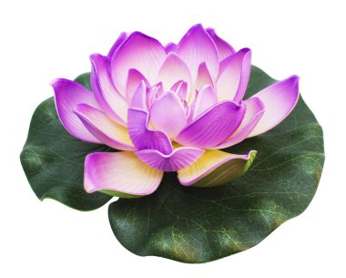 Lotus çiçeği.