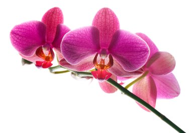 Orchid clipart