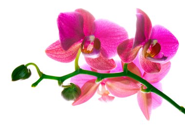 Orchid clipart