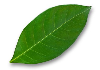 Leaf of a plant close up clipart