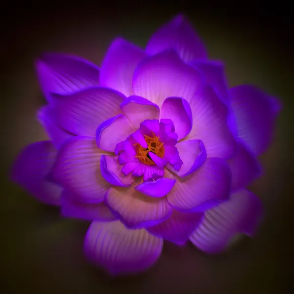 Lotosový květ — Stock fotografie