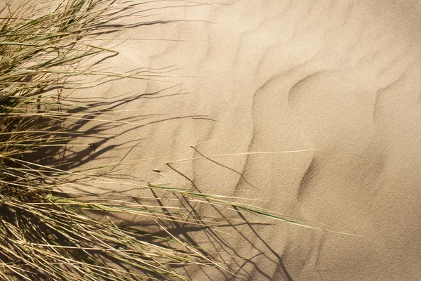Grass on sand dune. — Stock Photo, Image