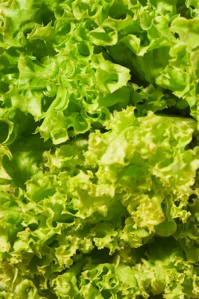 Салат из салата — стоковое фото