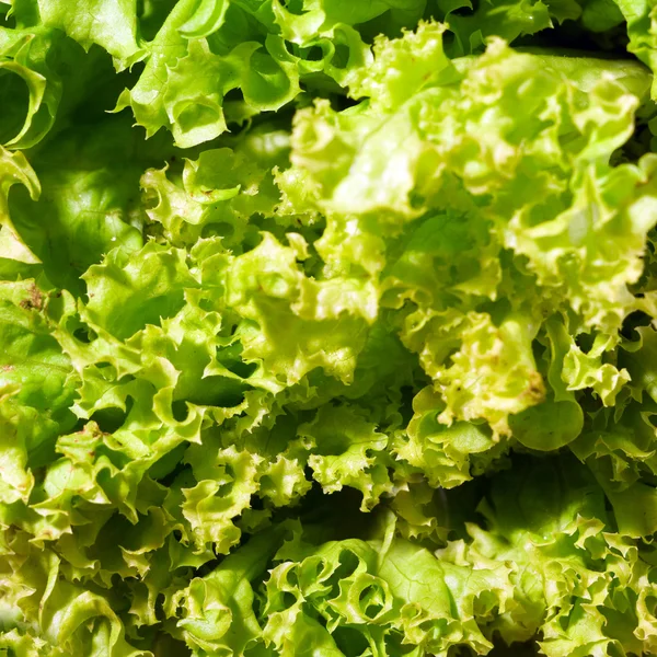 Салат из зеленого салата — стоковое фото