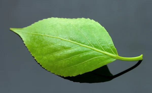 Leaf hallon — Stockfoto