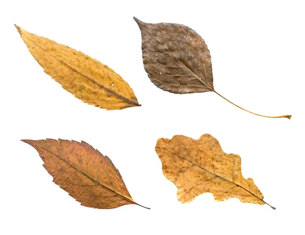 Stock image Leaves