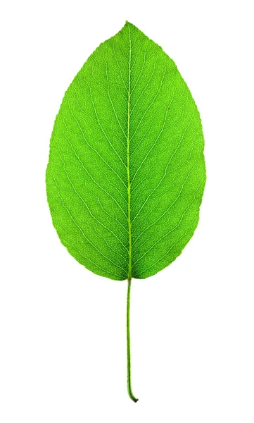 Blatt einer Pflanze aus nächster Nähe — Stockfoto