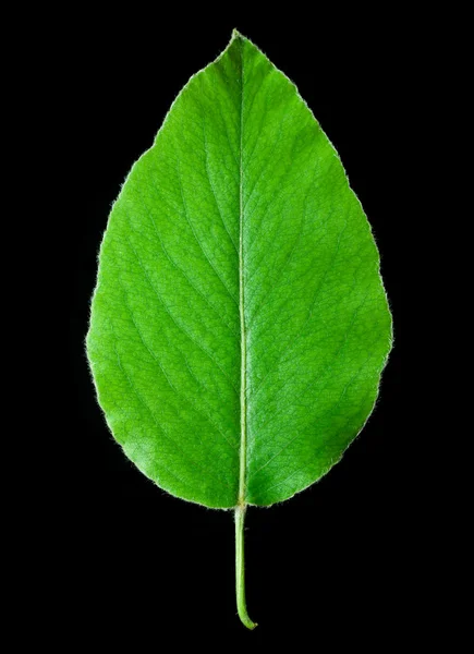 Φύλλο ενός φυτού από κοντά — Φωτογραφία Αρχείου