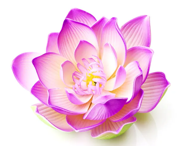 Lotusbloem Stockafbeelding