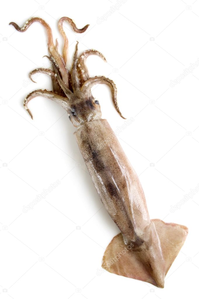 Squid on a white background