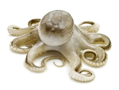 Octopus clipart