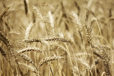 Fields of wheat clipart
