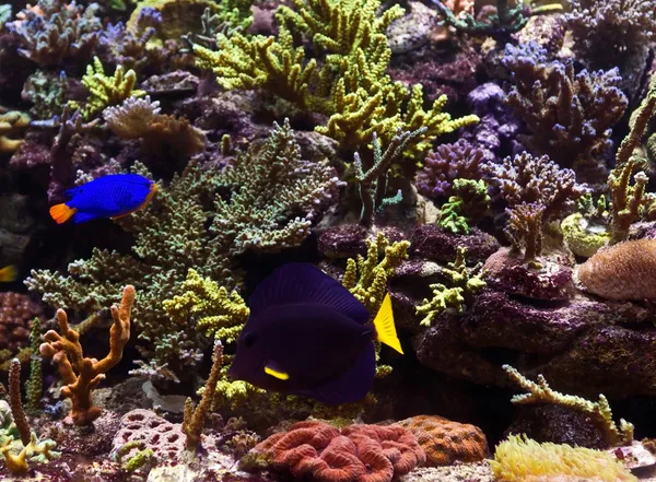 Pesci tropicali — Foto Stock