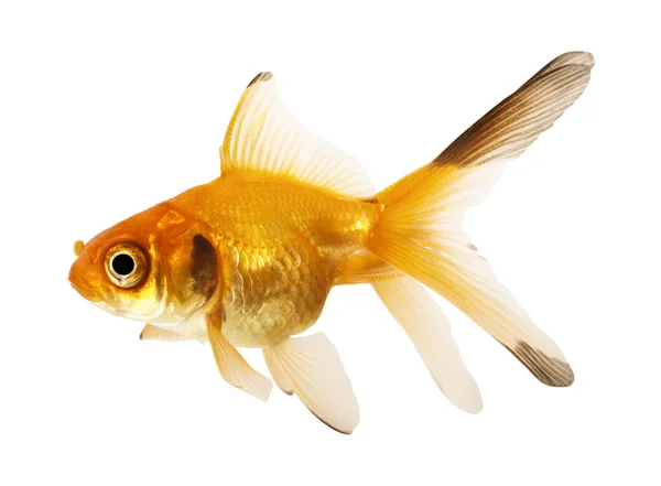 Peixe dourado — Fotografia de Stock