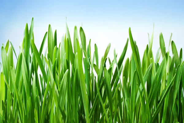 Trawa jest zielona — Zdjęcie stockowe